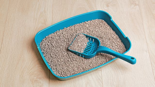 caja de arena para gatos